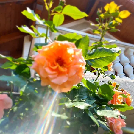 Ferienhaus Siegfried Obervogau